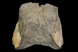 Partial Hadrosaur Vertebra - Aguja Formation, Texas #116481-1